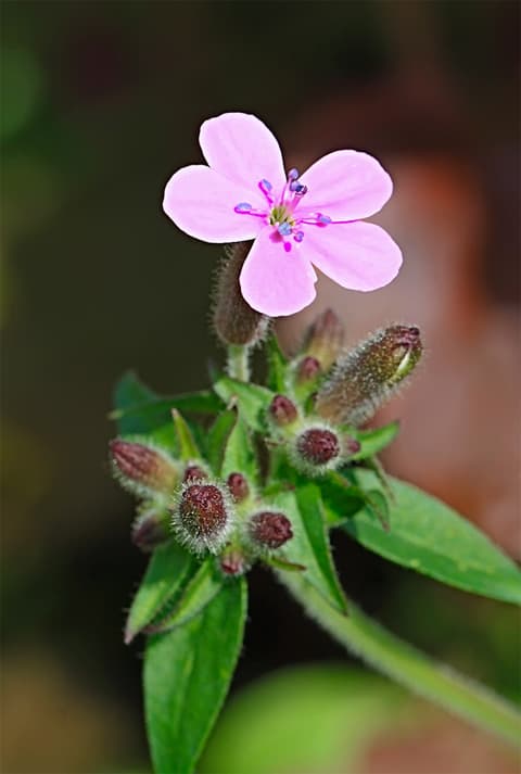 Saponaria Seebilill